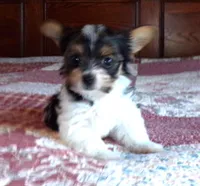 Zeb, a male Yorkshire Terrier for sale in Aurora, MO – Photo 6 of 6