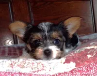 Zeb, a male Yorkshire Terrier for sale in Aurora, MO – Photo 1 of 6