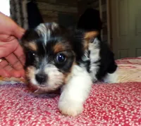 Zeb, a male Yorkshire Terrier for sale in Aurora, MO – Photo 4 of 6