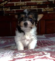 Zeb, a male Yorkshire Terrier for sale in Aurora, MO – Photo 2 of 6