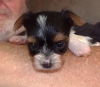 Lody Dotty, a female Yorkshire Terrier for sale in Aurora, MO – 2 of 7