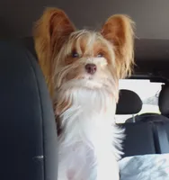Butch, a male Yorkshire Terrier for sale in Aurora, MO – 6 of 6