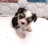 Snoopy, a male Yorkshire Terrier for sale in Aurora, MO – 6 of 6