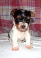 Lody Dotty, a female Yorkshire Terrier for sale in Aurora, MO – 1 of 7