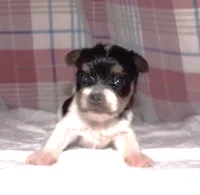 Butch, a male Yorkshire Terrier for sale in Aurora, MO – 4 of 6