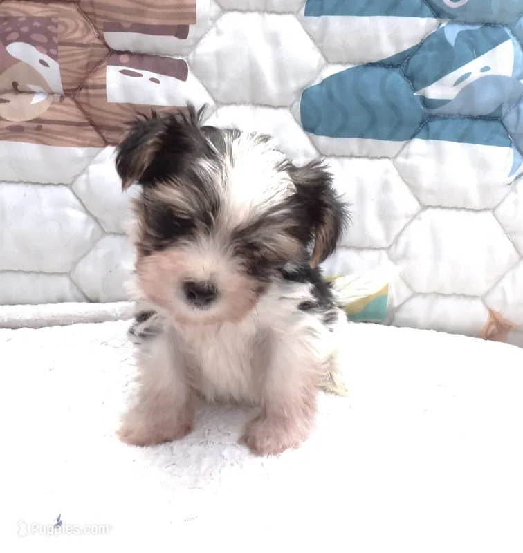 Snoopy – Yorkshire Terrier puppy for sale in Aurora, MO
