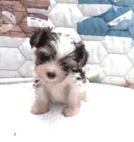 Snoopy, a male Yorkshire Terrier for sale in Aurora, MO – 1 of 6