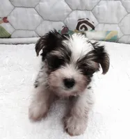 Snoopy, a male Yorkshire Terrier for sale in Aurora, MO – 5 of 6