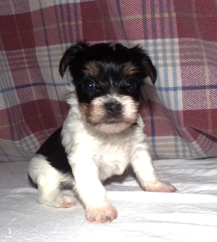 Butch – Yorkshire Terrier puppy for sale in Aurora, MO