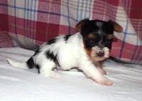 Lody Dotty, a female Yorkshire Terrier for sale in Aurora, MO – 4 of 7