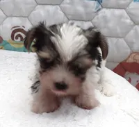 Snoopy, a male Yorkshire Terrier for sale in Aurora, MO – 4 of 6