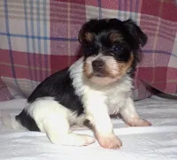 Butch, a male Yorkshire Terrier for sale in Aurora, MO – 2 of 6