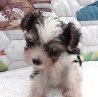 Snoopy, a male Yorkshire Terrier for sale in Aurora, MO – 3 of 6