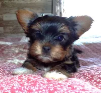 Becca, a female Yorkshire Terrier for sale in Aurora, MO – Photo 1 of 4