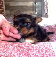 Becca, a female Yorkshire Terrier for sale in Aurora, MO – Photo 4 of 4