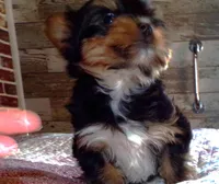 Becca, a female Yorkshire Terrier for sale in Aurora, MO – Photo 3 of 4