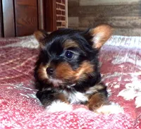 Becca, a female Yorkshire Terrier for sale in Aurora, MO – Photo 2 of 4