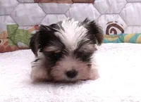 Snoopy, a male Yorkshire Terrier for sale in Aurora, MO – 2 of 6