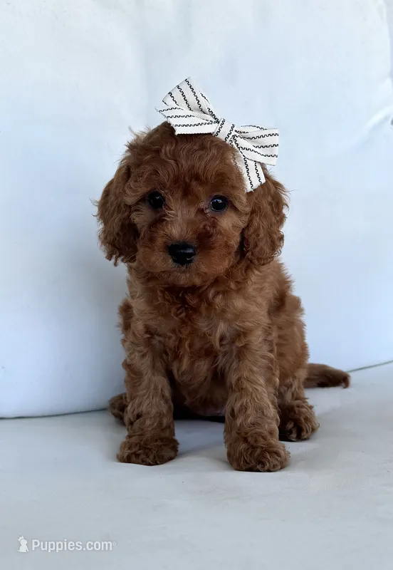Autumn  – Cavapoo puppy for sale in Sarasota, FL