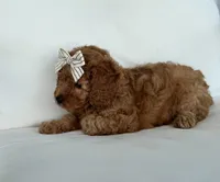 Bea (AKC), a female Poodle - Toy  for sale in Sarasota, FL – 2 of 4