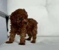 Brie  (AKC) extra small, a female Poodle - Toy  for sale in Sarasota, FL – 2 of 6