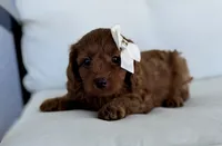 Acorn, a female Cavapoo for sale in Sarasota, FL – 2 of 3