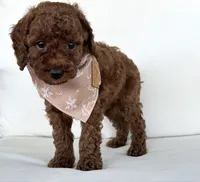 Briggs (AKC), a male Poodle - Toy  for sale in Sarasota, FL – 2 of 4