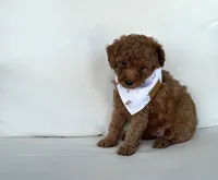 Baxter (AKC), a male Poodle - Toy  for sale in Sarasota, FL – 2 of 4