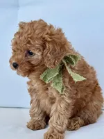 Bo    (AKC extra small), a male Poodle - Toy  for sale in Sarasota, FL – Photo 1 of 6