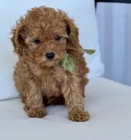 Bo    (AKC extra small), a male Poodle - Toy  for sale in Sarasota, FL – Photo 3 of 6
