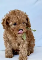 Bo    (AKC extra small), a male Poodle - Toy  for sale in Sarasota, FL – Photo 6 of 6