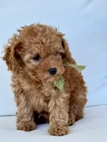 Bo    (AKC extra small), a male Poodle - Toy  for sale in Sarasota, FL – Photo 5 of 6