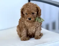 Bo    (AKC extra small), a male Poodle - Toy  for sale in Sarasota, FL – Photo 2 of 6