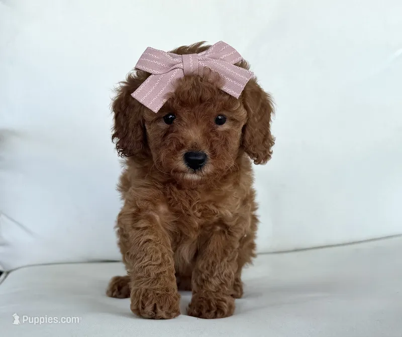Bree (AKC) – Poodle - Toy  puppy for sale in Sarasota, FL