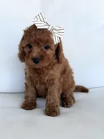 Autumn , a female Cavapoo for sale in Sarasota, FL – 4 of 5