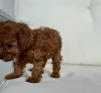 Brie  (AKC) extra small, a female Poodle - Toy  for sale in Sarasota, FL – 4 of 6