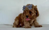 Aspen, a female Cavapoo for sale in Sarasota, FL – 3 of 5