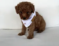 Baxter (AKC), a male Poodle - Toy  for sale in Sarasota, FL – 4 of 4