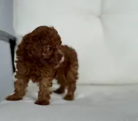 Brie  (AKC) extra small, a female Poodle - Toy  for sale in Sarasota, FL – 3 of 6