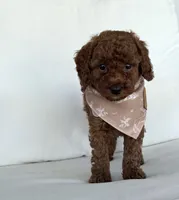 Briggs (AKC), a male Poodle - Toy  for sale in Sarasota, FL – 1 of 4