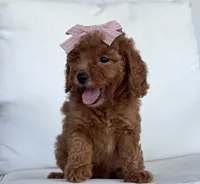 Bree (AKC), a female Poodle - Toy  for sale in Sarasota, FL – 4 of 4