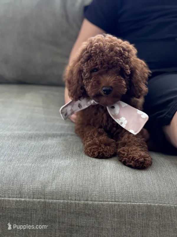 Beatrice (AKC) – Poodle - Toy  puppy for sale in Sarasota, FL