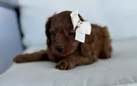 Acorn, a female Cavapoo for sale in Sarasota, FL – 3 of 3