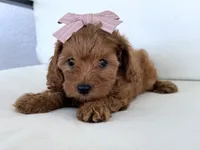 Amber, a female Cavapoo for sale in Sarasota, FL – 1 of 4