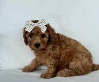 Bea (AKC), a female Poodle - Toy  for sale in Sarasota, FL – 3 of 4