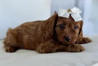 Acorn, a female Cavapoo for sale in Sarasota, FL – 1 of 3