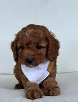 Asher, a male Cavapoo for sale in Sarasota, FL – 4 of 4