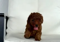 Beatrice (AKC), a female Poodle - Toy  for sale in Sarasota, FL – 5 of 6
