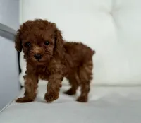 Brie  (AKC) extra small, a female Poodle - Toy  for sale in Sarasota, FL – 6 of 6