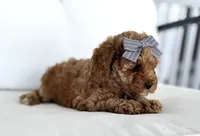 Aspen, a female Cavapoo for sale in Sarasota, FL – 5 of 5